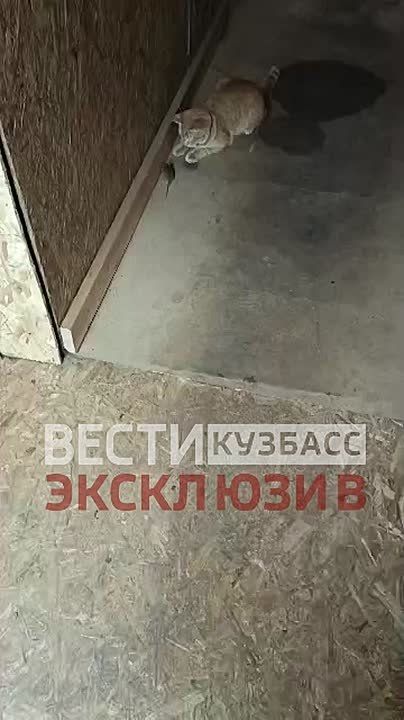 «Игрушечку принёс себе!». На передовой боец из Кузбасса с позывным «Иван» приютил в блиндаже кошку