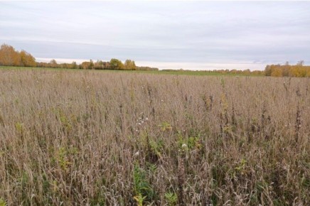 «Скотом тут и не пахло!». Инспекторы Россельхознадзора обязали собственника территории площадью почти 27 га привести землю в порядок