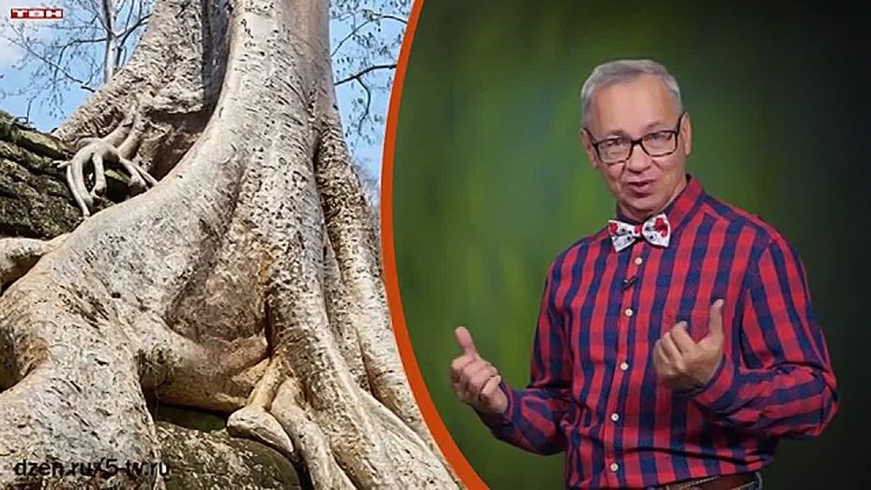 Всё обо всём. Древесина дороже золота. Выпуск от 30.10.25