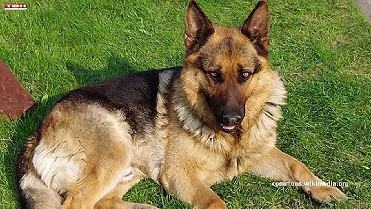 Парламент Кузбасса. Коренные народы, парковки и собаки