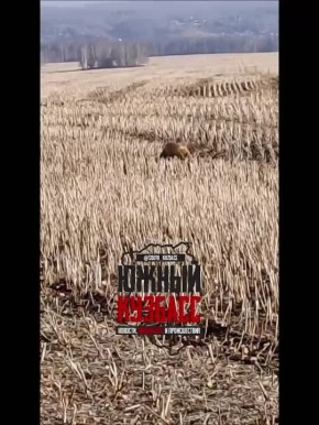 "Меня совсем не видит! Мышей ищет!"