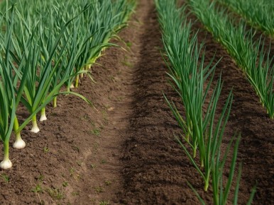 Лук и чеснок: идеальная пара или враги на огороде?