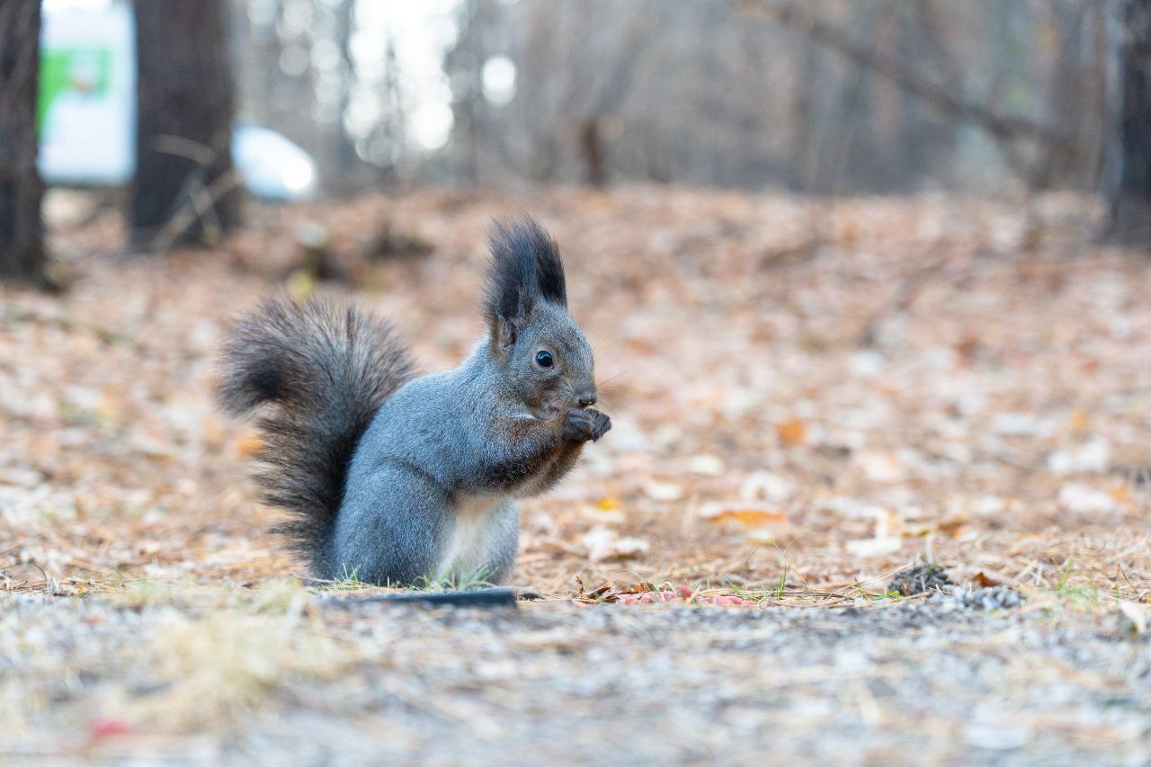 В Рудничном бору волонтеры вновь провели субботник – прямо у входа, справа от центральной аллеи В Рудничном бору волонтеры вновь провели субботник – прямо у входа, справа от центральной аллеи