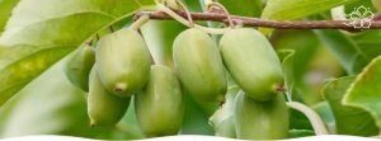 Актинидия: секреты выращивания и полезные свойства ягод