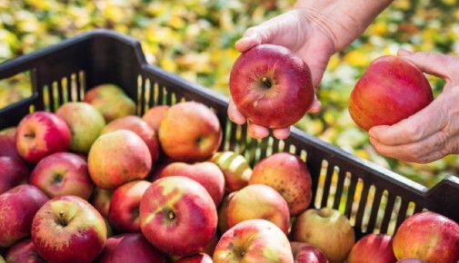 Молодая яблоня порадует небывалым урожаем: запомните две хитрости грамотных садоводов