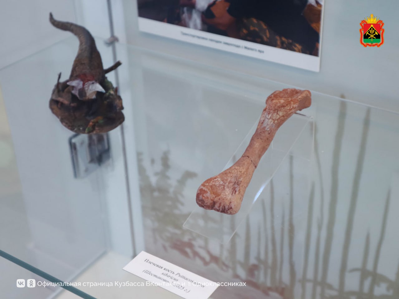 В Кузбассе обнаружили уникальный янтарь возрастом более 100 млн лет В Кузбассе обнаружили уникальный янтарь возрастом более 100 млн лет