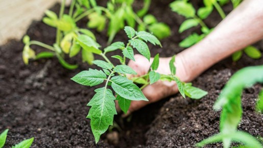 Вот что нельзя класть в лунку перед посадкой томатов: останетесь без урожая