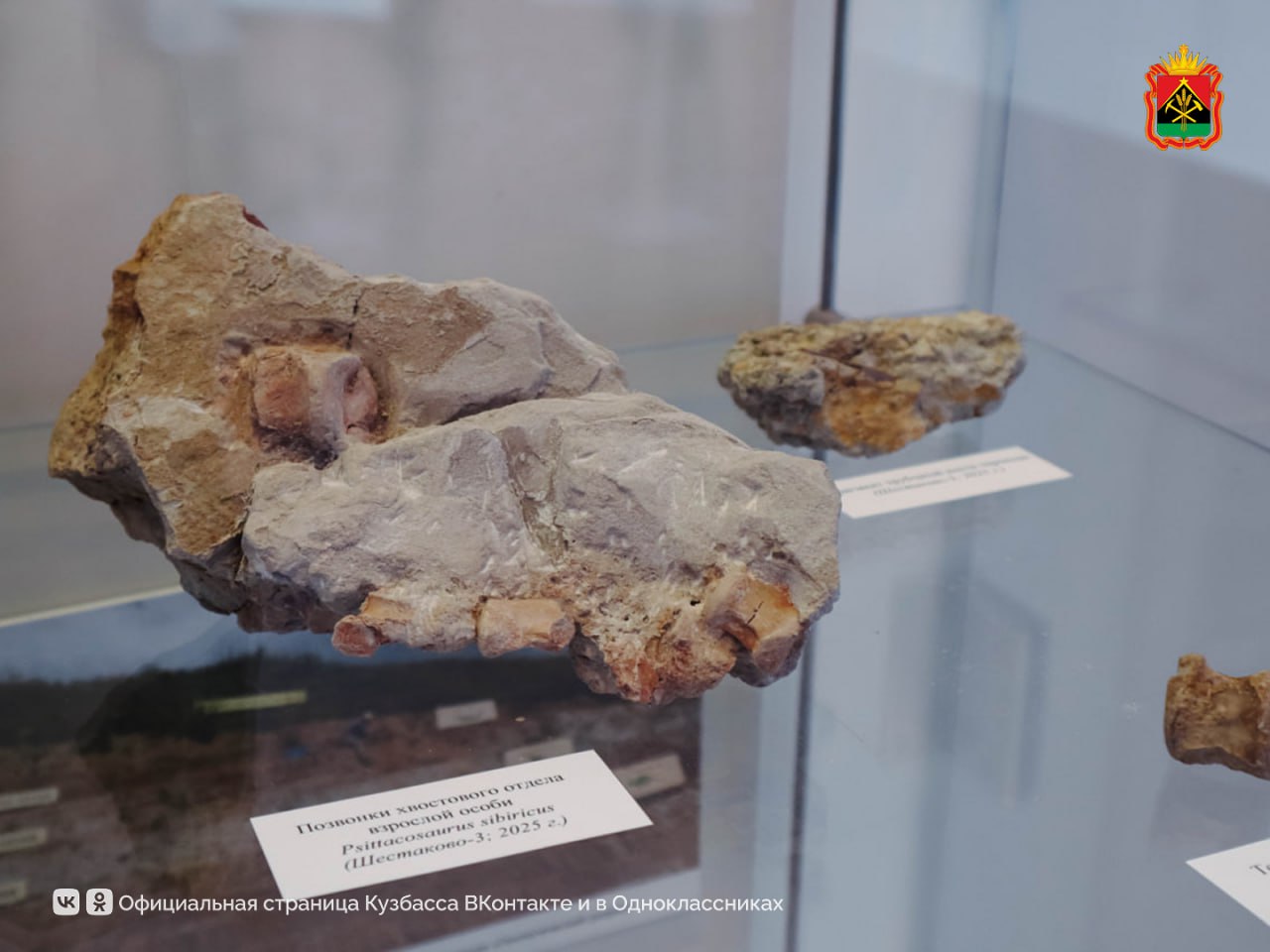 В Кузбассе обнаружили уникальный янтарь возрастом более 100 млн лет В Кузбассе обнаружили уникальный янтарь возрастом более 100 млн лет