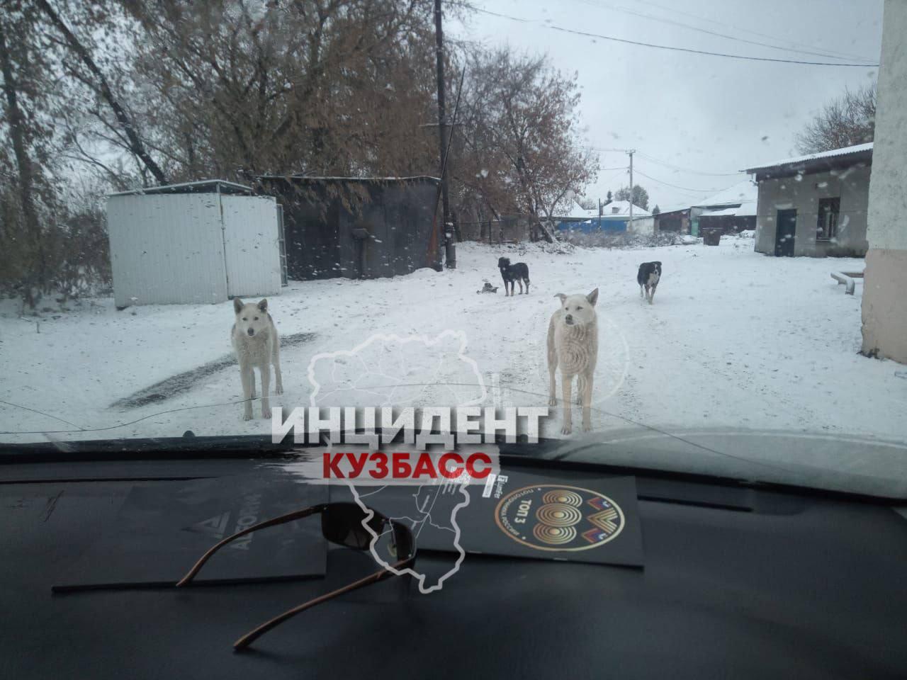 «Взрослый не сможет отбиться»: стая агрессивных собак завелась в Кемерове «Взрослый не сможет отбиться»: стая агрессивных собак завелась в Кемерове