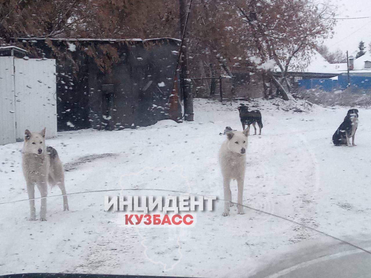 «Взрослый не сможет отбиться»: стая агрессивных собак завелась в Кемерове