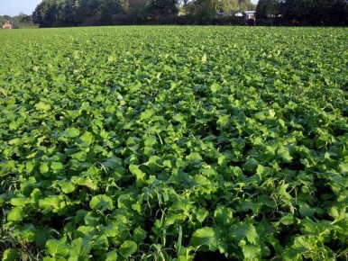 Репа: забытый суперфуда, который возвращается на грядки России