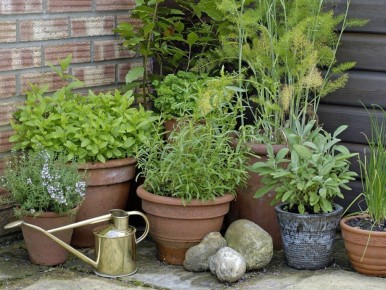 Создайте ароматный рай: как вырастить пряные травы у себя в саду