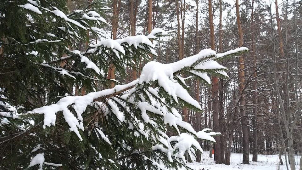 Даже после первого снега в Рудничном бору продолжаются субботники по очистке от зарослей американского клена