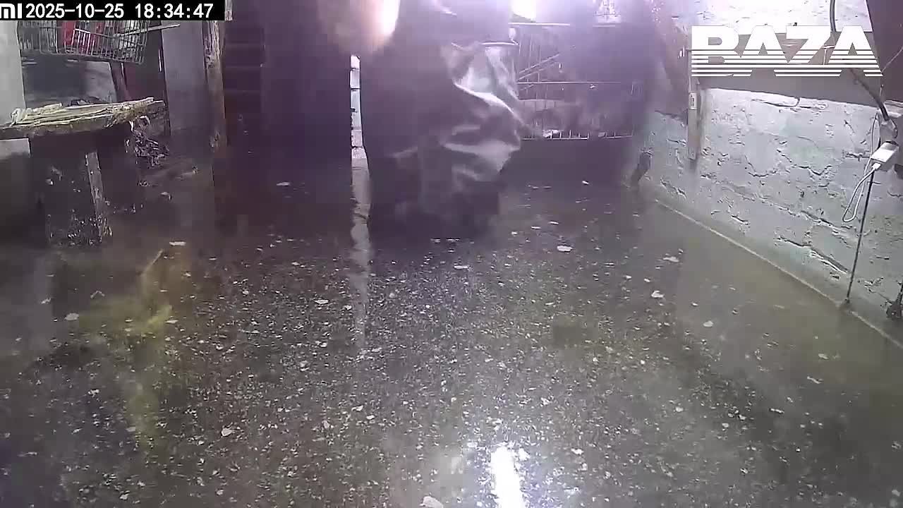 Жительница Кузбасса развела карпов в затопленном подвале