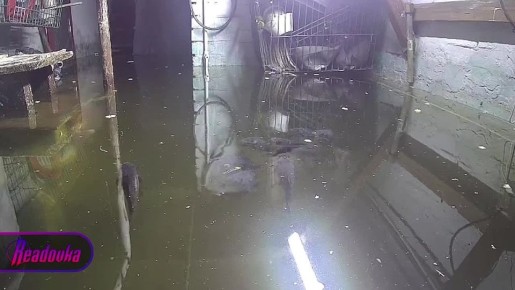 Домашний «аквариум» с карпами появился (не поверите) в затопленном подвале Кемеровской области