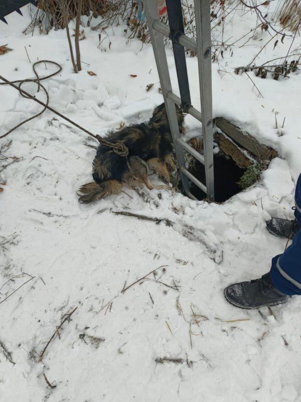 В Кемерове спасатели помогли собаке