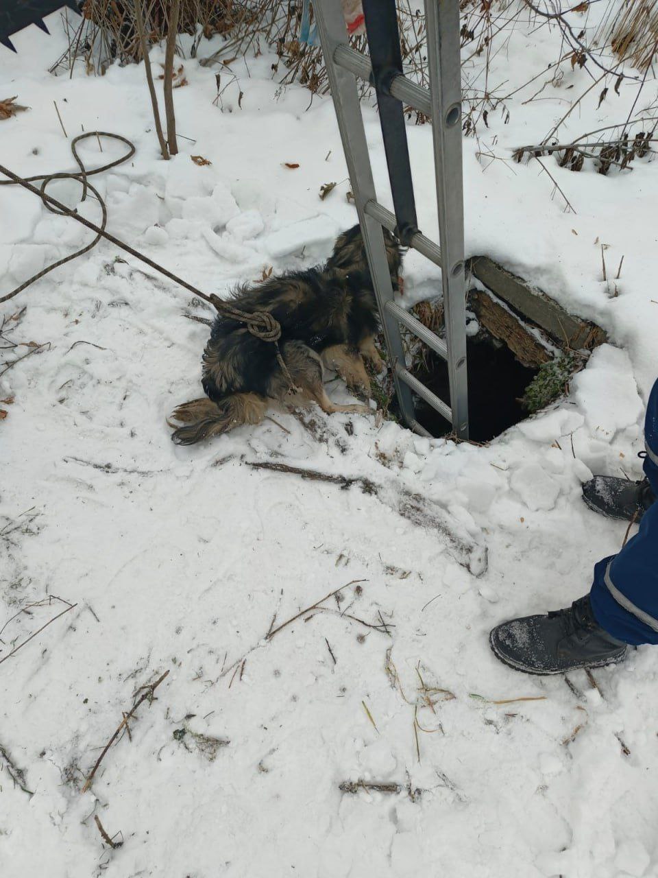 В Кемерове спасатели помогли собаке
