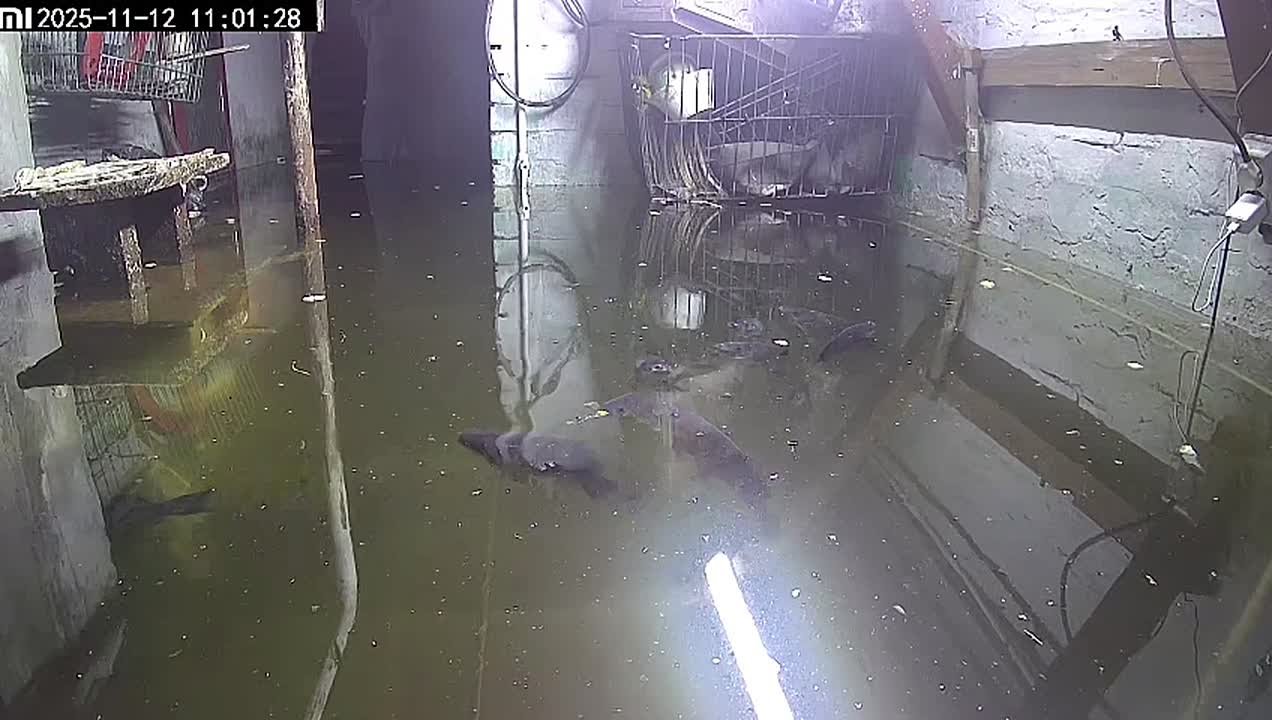 Женщина развела в затопленном подвале доме карпов: с лета цоколь заливает грунтовыми водами, но чиновники не могут решить проблему