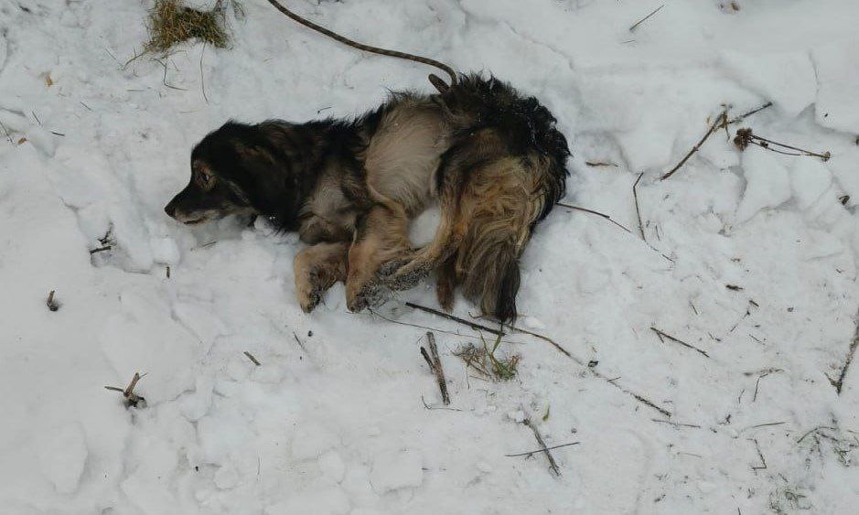 В Кемерове спасатели помогли собаке В Кемерове спасатели помогли собаке