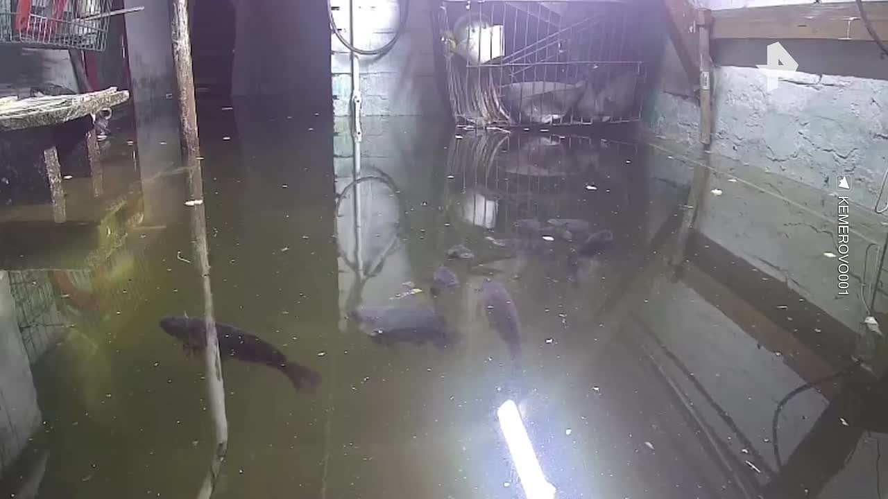 Жительница Кузбасса нашла применение затопленному подвалу дома — она завела там карпов