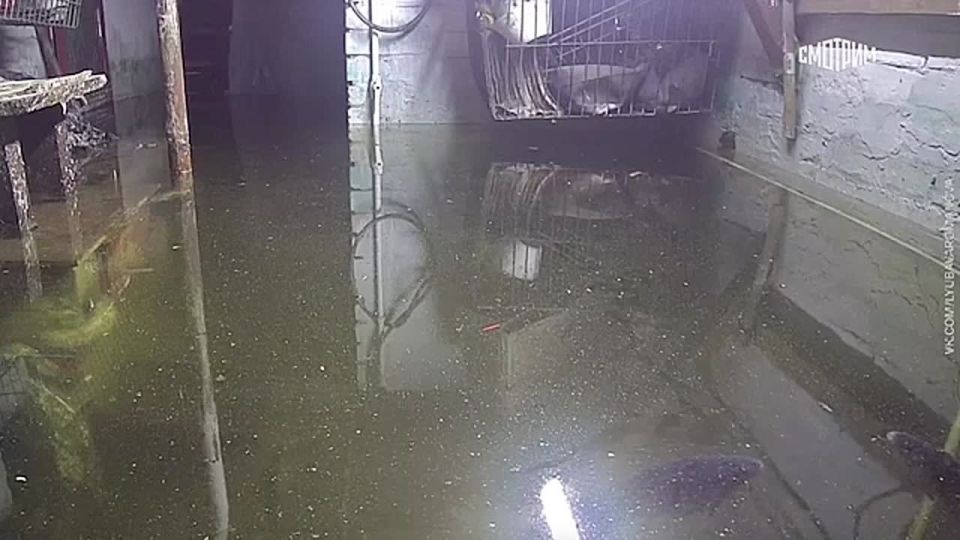 Карпов в подтопленном подвале завела жительница кузбасского города Белово и ведет трансляцию их жизни в соцсетях