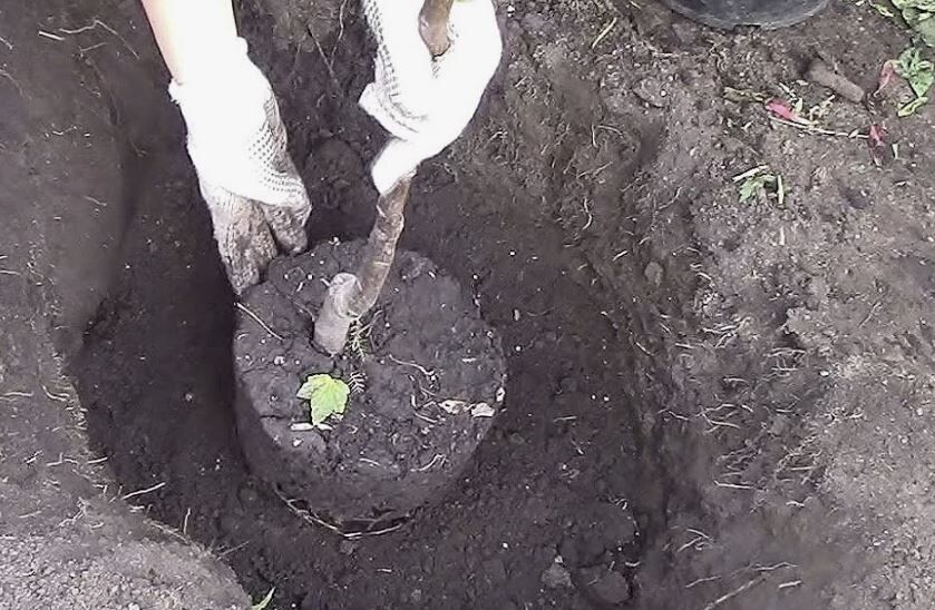 Как правильно посадить дерево осенью