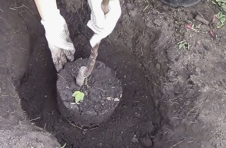 Как правильно посадить дерево осенью