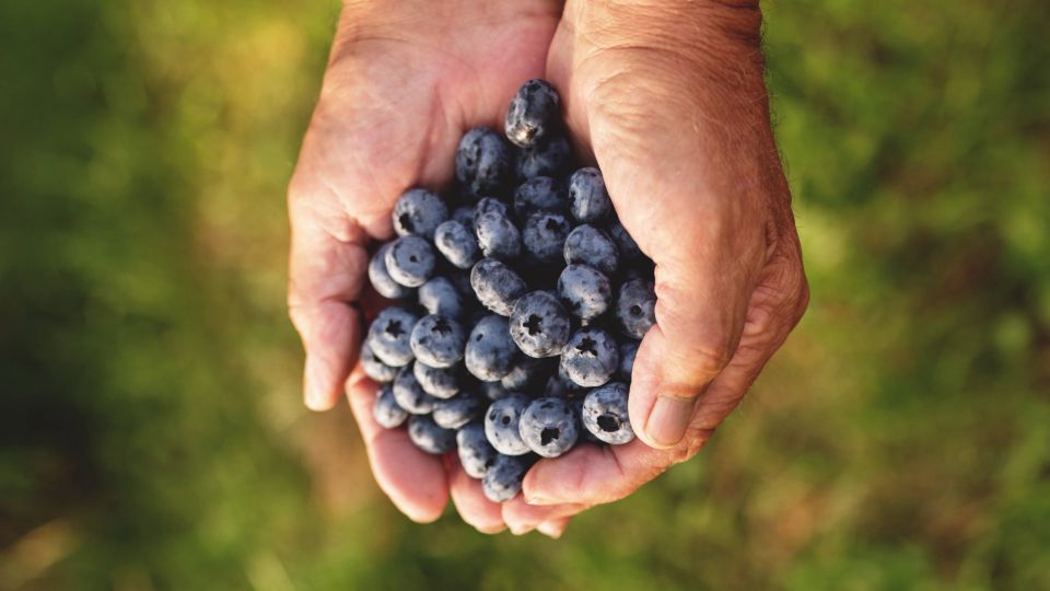 Голубика не будет капризничать: от хорошего урожая вас отделяет 3 шага