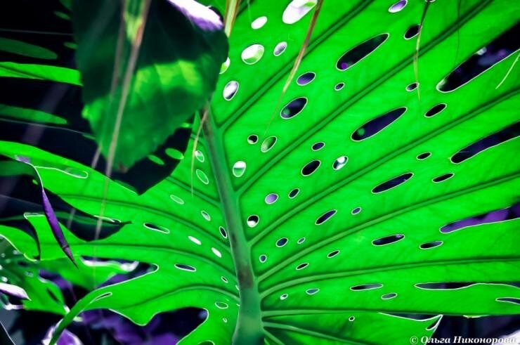 Монстера: уход в домашних условиях и мифы о тропической красавице