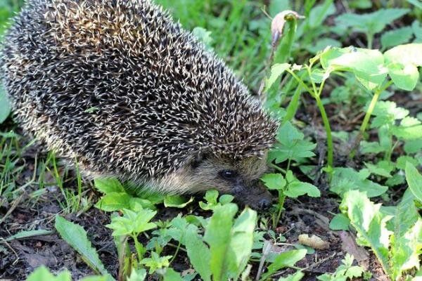 Ежи на огороде: неожиданные соседи и их тайные преимущества