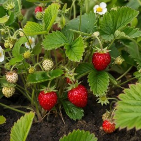 Клубника под прицелом: боремся с двумя угрозами