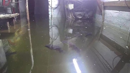 Жительнице Кемеровской области пригрозили наказанием за разведение карпов в затопленном подвале