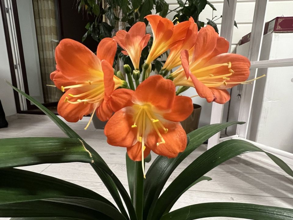 Кливия: Как сделать так, чтобы она расцвела?