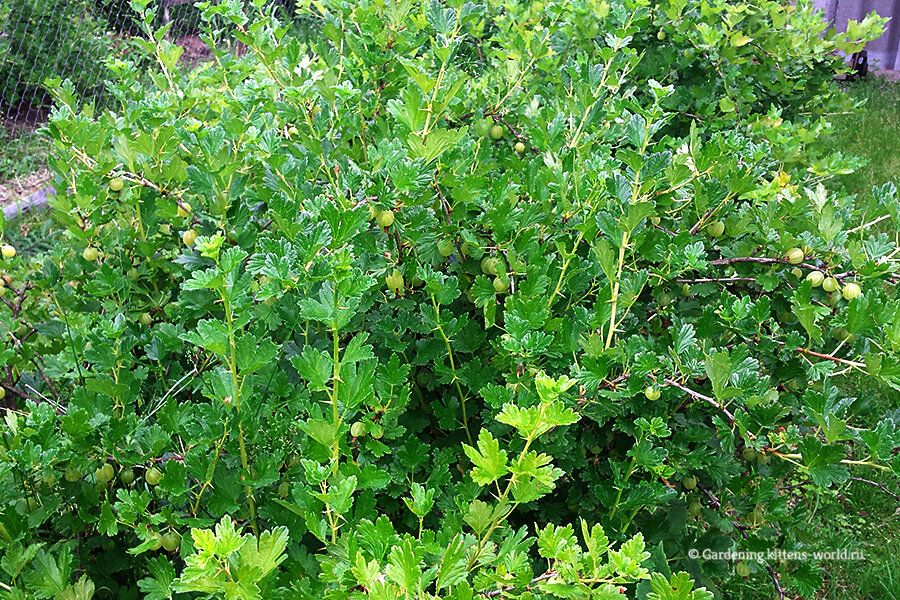 Секреты успешной обрезки крыжовника для богатого урожая крупных ягод