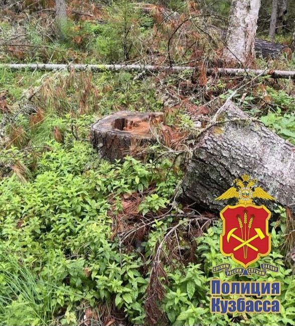 В Мариинске перед судом предстанет местный житель, обвиняемый в незаконной рубке деревьев В Мариинске перед судом предстанет местный житель, обвиняемый в незаконной рубке деревьев