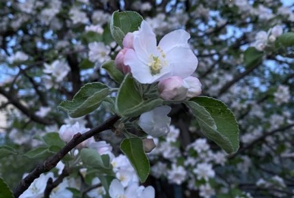 Как защитить свой сад от яблоневого цветоеда: эффективные методы борьбы