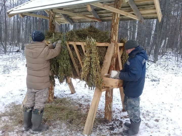 Кормовые площадки для диких животных установили в Кузбассе