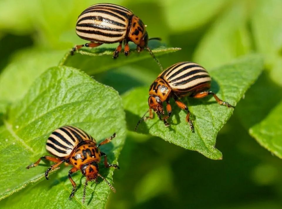 Эффективные способы борьбы с колорадскими жуками: как спасти свою картошку