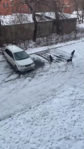 "Регулярно забредают к школе и лицею": в Новокузнецке жалуются на стаю собак