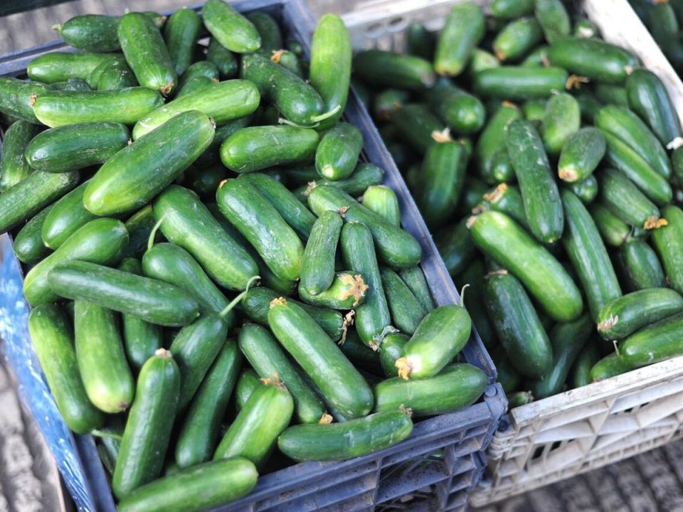 Как собрать огурцы на две недели раньше: секреты опытных садоводов