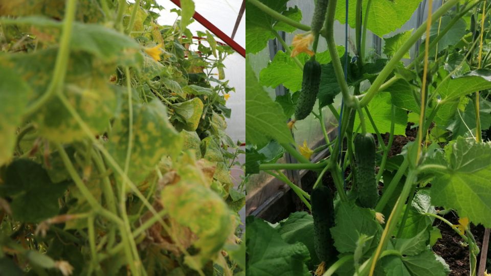 Эффективные дрожжевые подкормки для огурцов: секреты от агронома