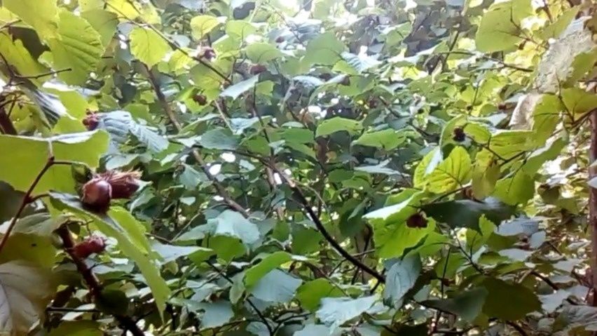 Как подготовить фундук к зиме: советы для успешного урожая