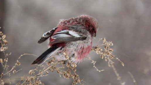 "Редко когда увидишь, но возможно!"