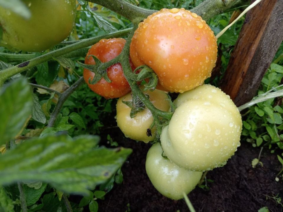 Как предотвратить вершинную гниль на помидорах в открытом грунте