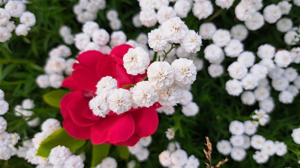 Идеальный компаньон для роз: тысячелистник Жемчужница завоевывает сердца садоводов