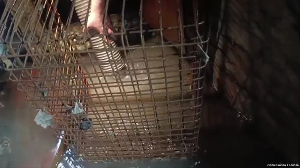 Беловским карпам нашли новый дом