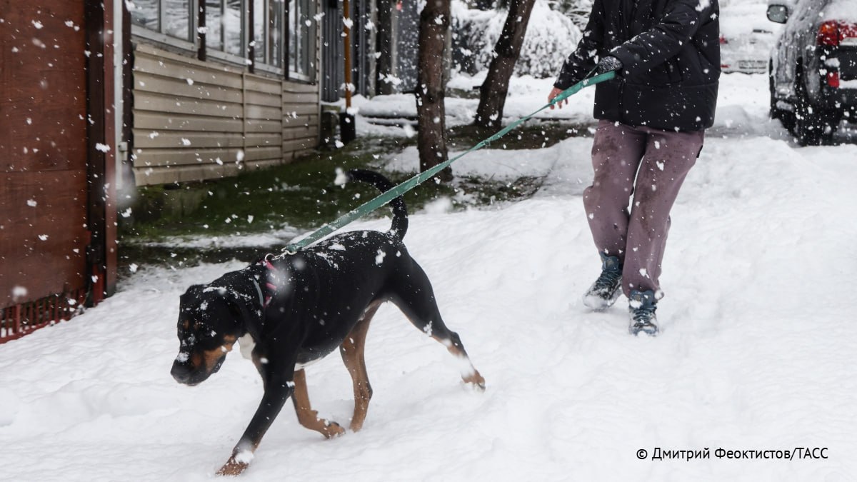 Правила выгула собак ужесточили в Кузбассе