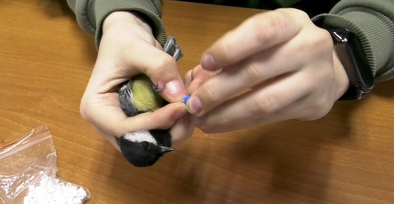 Юные кемеровские орнитологи изучают и охраняют птиц Рудничного бора Юные кемеровские орнитологи изучают и охраняют птиц Рудничного бора