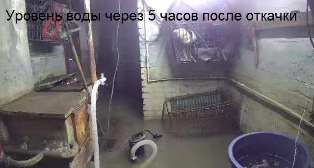 «Потерь по карпам нет». Воду из подвала дома, где кемеровчанка развела карпов, откачали «Потерь по карпам нет». Воду из подвала дома, где кемеровчанка развела карпов, откачали