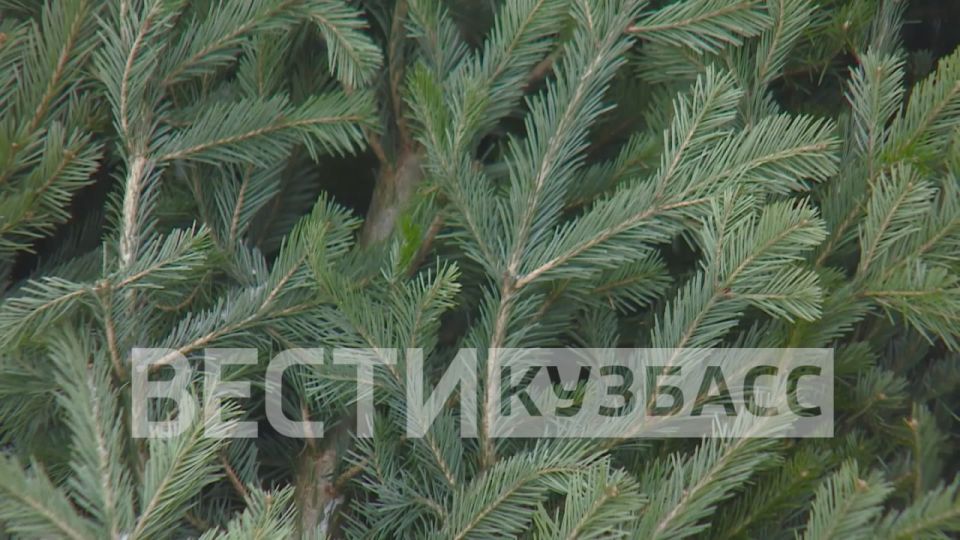 В Кемерове всё готово к открытию ёлочных базаров